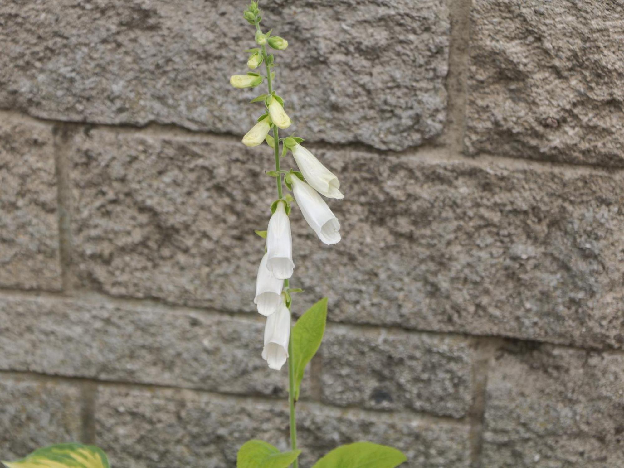 Foxgloves Castleton  Buitenkant foto